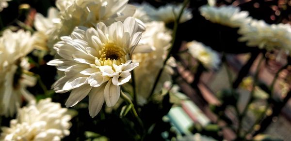 Close-up of insect on white flowering plant