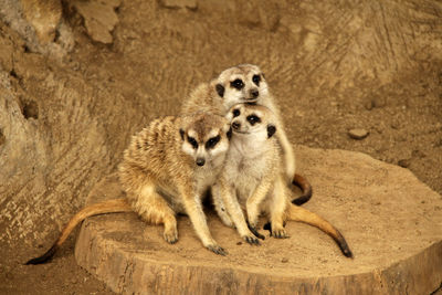 Meerkats sitting on land