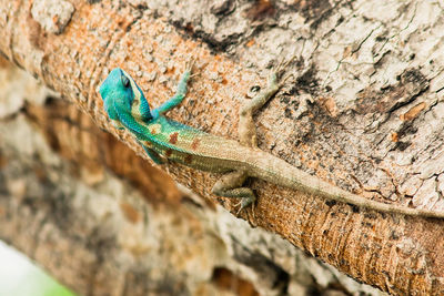 Close-up of lizard on rock