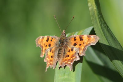 Close-up of butterfly pollinating flower