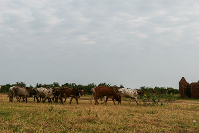 Horses in a field