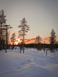 Trees on snow covered field against sky during sunset