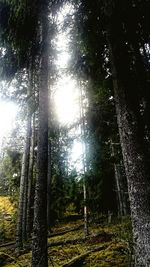 Trees in forest against sky