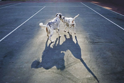 Dogs playing in the park