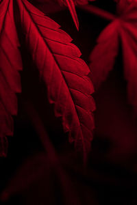 Close-up of red maple leaves