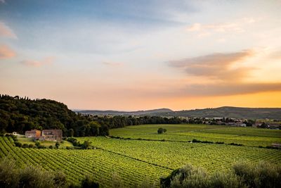 Scenic view of agricultural field against sky during sunset