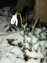 Plants growing on snow covered field