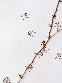 High angle view of plants on wall