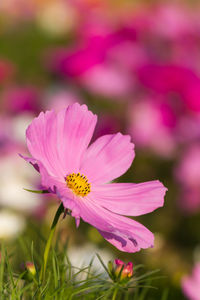 Close-up of pink cosmos flower