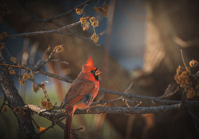 Male northern cardinal fall sun glow
