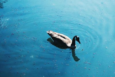 High angle view of bird swimming in lake