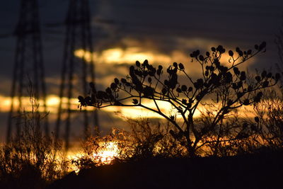 Silhouette plants against sky during sunset