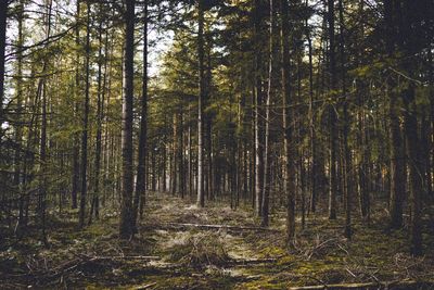 Trees in forest