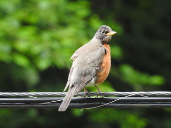 Close-up of bird perching on railing