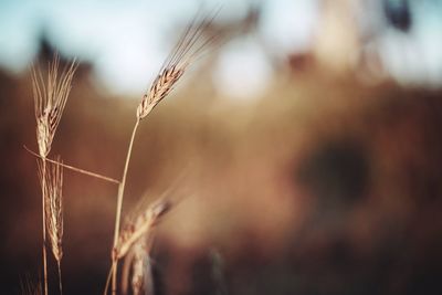 Close-up of wheat growing on field