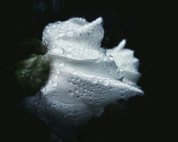 Close-up of water over black background