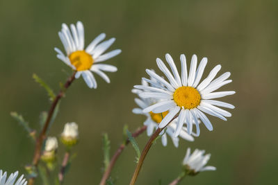 Close up of an ox eye daisy in bloom