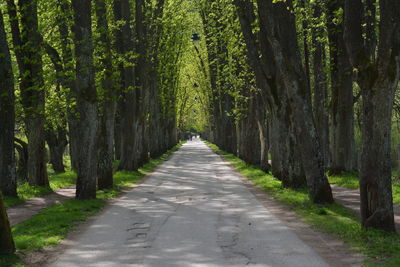 Trees along footpath in springtime