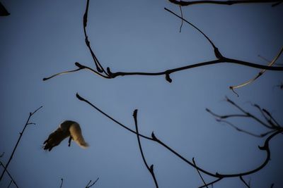 Low angle view of birds flying against sky