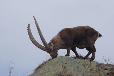 Close-up of horse standing on rock against clear sky