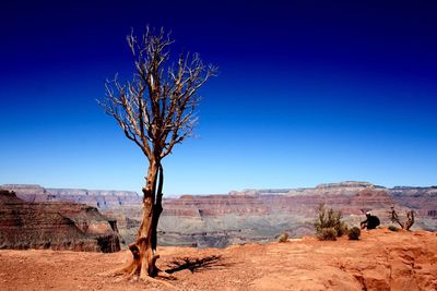 Bare tree on desert against clear blue sky