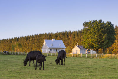 Horses grazing in a field