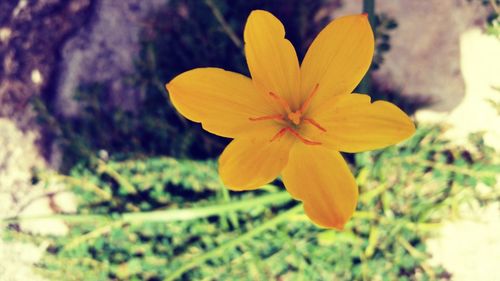 Close-up of yellow flower blooming outdoors
