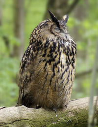 Close-up of a bird perching on rock