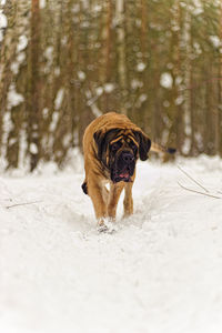 Dog standing on snow covered land