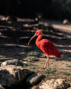 Bird standing on land