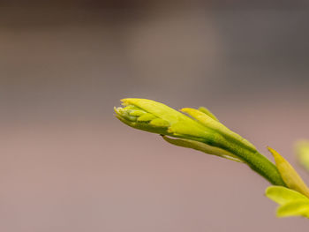 Close-up of plant growing outdoors