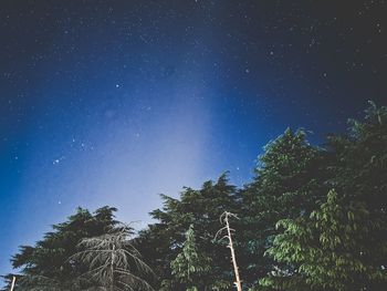 Low angle view of trees against sky at night