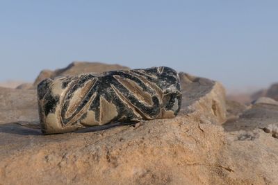 Close-up of a animal on rock