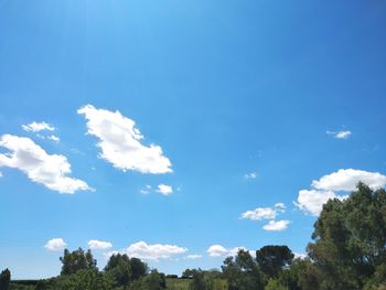 Low angle view of trees against blue sky