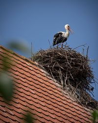 Low angle view of birds perching on roof against sky