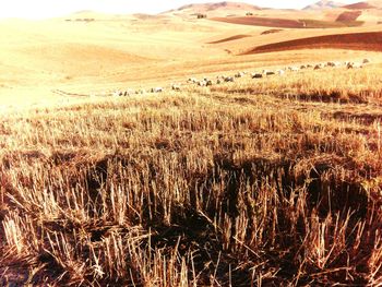 Scenic view of agricultural field