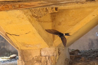 Low angle view of eagle flying against wall