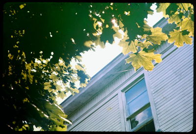Low angle view of tree