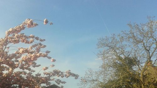 Low angle view of trees against blue sky