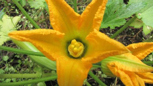 Close-up of yellow flower