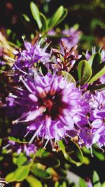 Close-up of purple flowering plant