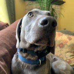 Close-up portrait of dog at home