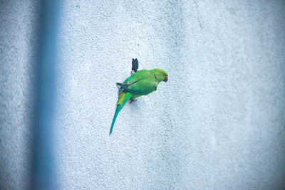 Close-up of a parrot on wall