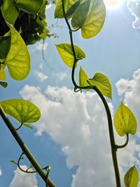 Low angle view of leaves against sky