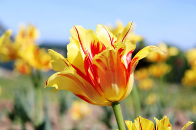 Close-up of yellow flowering plant