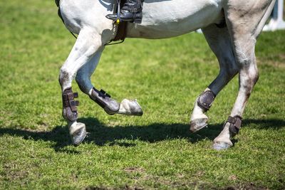 Low section of horse on field