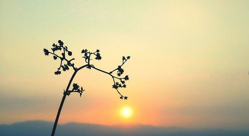 Low angle view of silhouette tree against sky during sunset