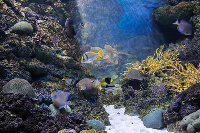 View of fishes swimming in sea