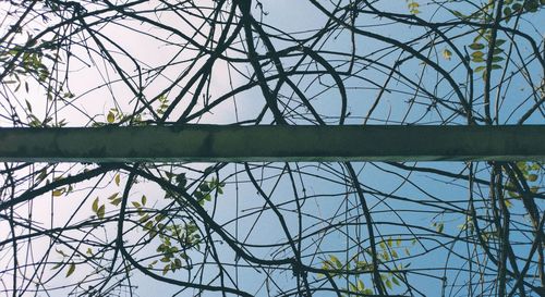 Close-up of bare tree against sky