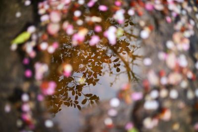 High angle view of plants reflecting on lake